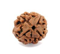 55Carat Unisex - N/A Rund Brown 5-Mukhi-Rudraksha