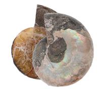 BESTonZON 2 Stück Natürliche Ammoniten Fossilien 2 3cm Gespaltene Muscheln mit Ammolit Muster Mystischer Mondstein Effekt Sammler Dekoration und Feng Shui Ornament