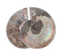 Cabilock Natürlich Polierte Ammonit Muscheln 2 Stück 2 3cm Ammonit Edelstein Anhänger mit Mondlichteffekt Fossile Natursteine für Wissenschaft Feng Shui und Sammlungen
