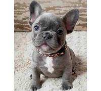 COKYIS Kreuzstich Stickpackungen Vorgedruckt Französische Bulldogge 11CT Stickbild Stickvorlage DIY Stickset für Anfänger Home Decor 40x50cm