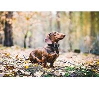 EPTIC 5D Full Round Drill Diamond Painting Strass Stickerei Bilder für DIY Diamond Art Malerei Dekoration - Dackel unter Ahornblättern 30x40CM