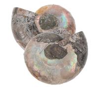 HAPINARY 2 Stück Natürliche Ammoniten Fossilien Anhänger 2-3cm Muschel Mineralien Schmuck mit Mondstein für Sammler Wissenschaftliche Bernsteinsammlungen Feng Shui Deko