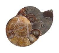 HOMSFOU Natürliche Ammolit Muschelscheiben 2 Stück 2-3cm Ammoniten Fossilien Schmuckanhänger mit Mondstein für Dekoration Feng Shui und Sammler