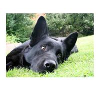 ORBANA DIY 5D Diamant Painting Vollbohrer Kit, Schwarzer Schäferhund 30x50cm 5D Diamant Painting Bilder für Erwachsene Und Kinder, Diamant Malerei,Strass Stickerei Kreuzstich Set,für Home Wand Decor