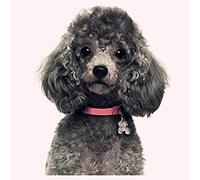 skwff diamant painting anfänger 5d diy voller diamanten malerei kreuzstich niedlichen pudel diamant strass stickerei perlen hund mosaik dekor geschenk