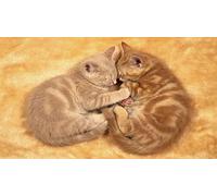 Stranger Things Herren Thinking Cap Short Sleeve T-shirt, Natürlich, XXL