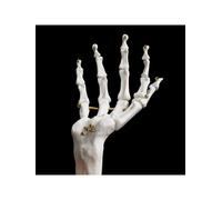SuckUK Schmuckhalter ''Skeleton Hand'' in Weiß - (B)14 x (H)21,5 x (T)11,8 cm - 42% | Aufbewahren Servieren