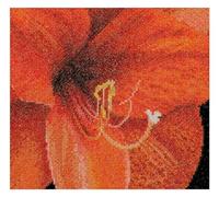 Thea Gouverneur - Kreuzstich-Set - Amaryllis Aida - Aida - 18 Count - Für Erwachsene - 496A