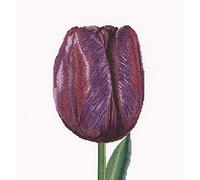 Thea Gouverneur - Kreuzstich-Set - Lila Triump Tulpe - Aida - 16 Count - Für Erwachsene - 514A