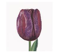 Thea Gouverneur - Kreuzstich-Set - Lila Triump Tulpe - Leinen - 32 Count - Für Erwachsene - 514