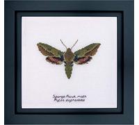 Thea Gouverneur - Kreuzstich-Set - Wolfsmilch awk Motte - Aida - 16 Count - Für Erwachsene - 565A