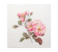 Thea Gouverneur - Zhiges Kreuzstich -Kit - Rosa Leersum - AIDA - 18 Count - Sticksttte fr Erwachsene - DMC Stickwsche und andere Cross -Stitc