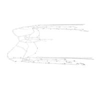 VALICLUD Haarreif Für Damen Elegante Stirnkette Hochzeitskopfschmuck Brautfrisur Deko Delikate Kette Mit Kristallen Für Brautjungfern Und Besondere Anlässe