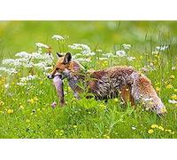 Wingkin Kreuzstich Stickpackungen Fox-Fisch-Jagd-Gras 11CT Erwachsene Sticken Set,DIY Stickbilder Vorgedruckt Kreuzstich für Anfänger Home Decor （40x50cm ）